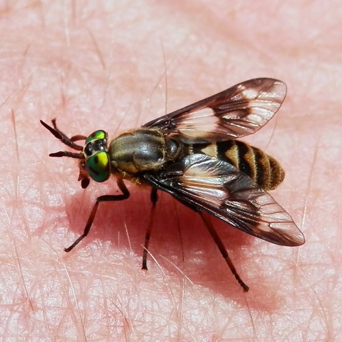 Twin-lobed deerflyon RikenMon's Nature.Guide