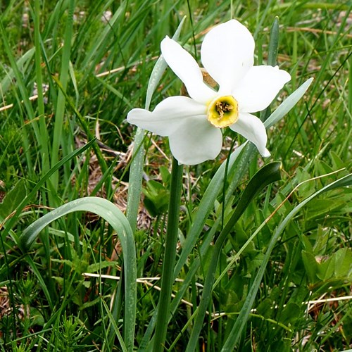 Poet's daffodilon RikenMon's Nature.Guide