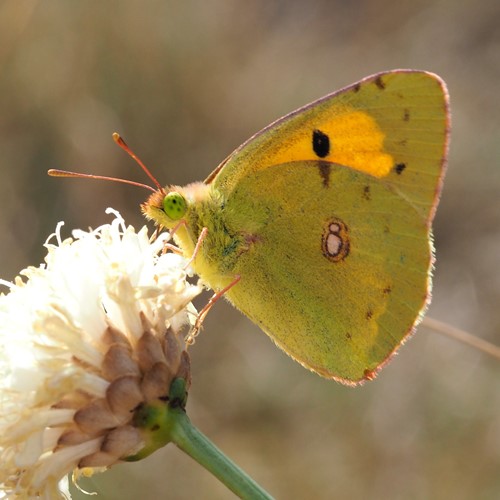 Pale clouded yellowon RikenMon's Nature.Guide