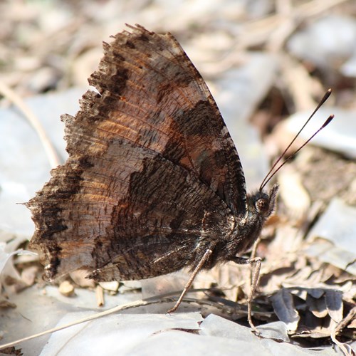 Scarce tortoiseshellon RikenMon's Nature.Guide