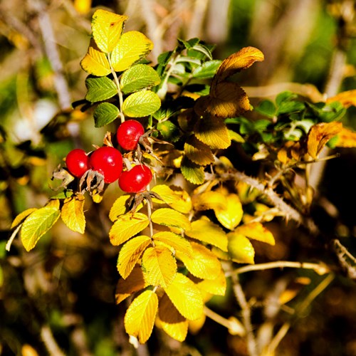 Dog roseon RikenMon's Nature.Guide
