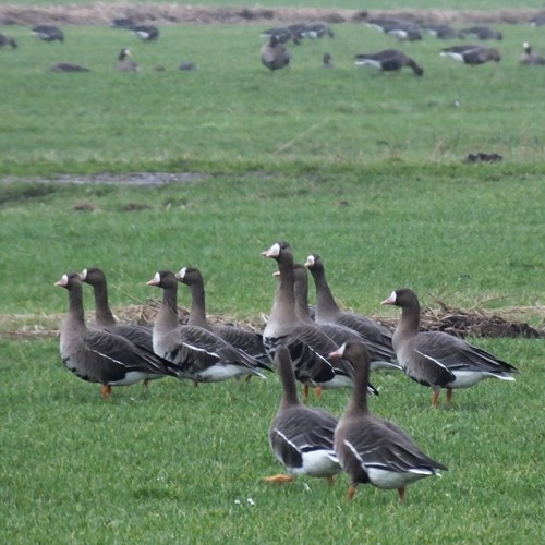 White-fronted gooseon RikenMon's Nature.Guide
