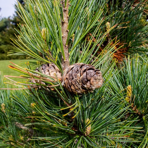 Stone pineon RikenMon's Nature.Guide