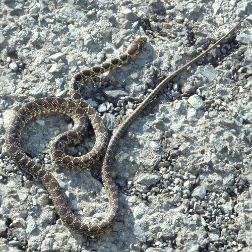 Horseshoe whip snakeon RikenMon's Nature.Guide