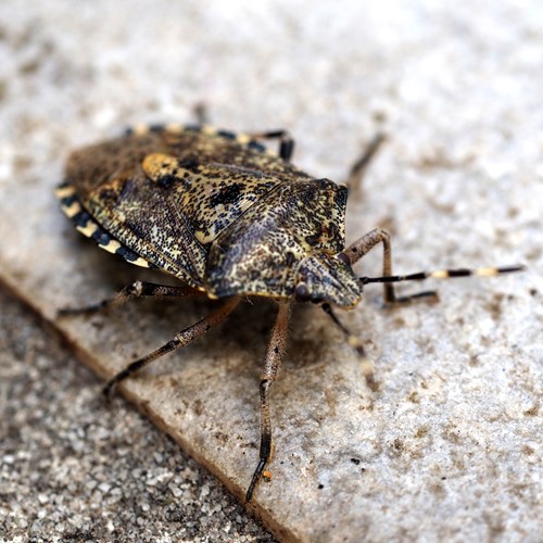 Mottled Shieldbugon RikenMon's Nature.Guide