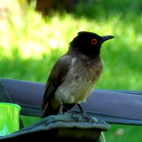African red-eyed bulbulon RikenMon's Nature.Guide