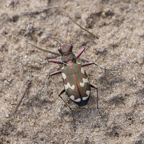 Northern dune tiger beetleon RikenMon's Nature.Guide