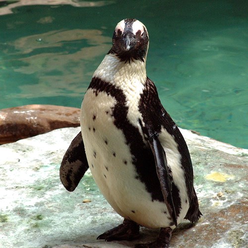 Magellanic penguinon RikenMon's Nature.Guide