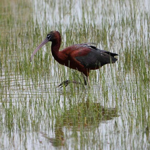 Ibis falcinelleSur le Nature.Guide de RikenMon