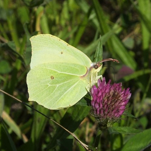 Cedronellasu guida naturalistica di RikenMon