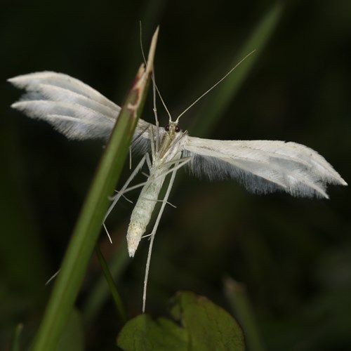 White plume mothon RikenMon's Nature.Guide