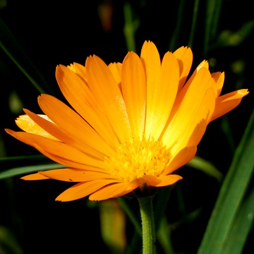Field marigoldon RikenMon's Nature.Guide