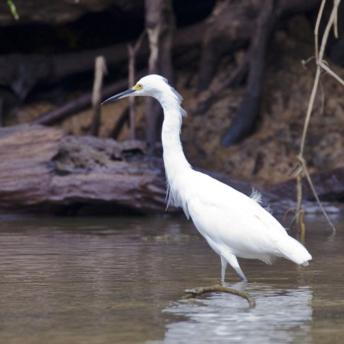 Snowy egreton RikenMon's Nature.Guide