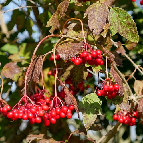 Guelder-roseon RikenMon's Nature.Guide