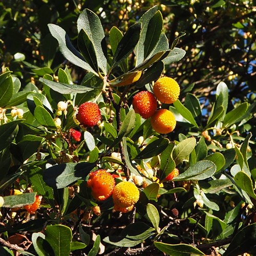 Strawberry treeon RikenMon's Nature.Guide