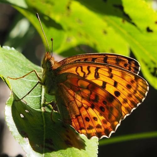 Marbled fritillaryon RikenMon's Nature.Guide