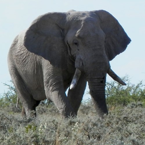 African bush elephanton RikenMon's Nature.Guide
