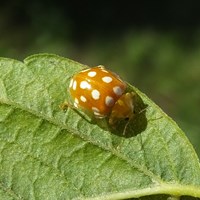 Halyzia sedecimguttata Sur le Nature.Guide de RikenMon