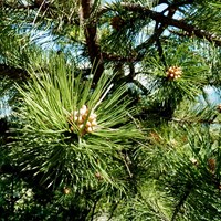 Pinus sylvestris on RikenMon's Nature.Guide
