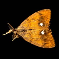 Orgyia antiqua on RikenMon's Nature.Guide