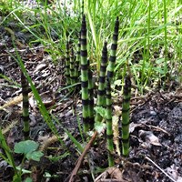 Equisetum telmateia on RikenMon's Nature.Guide