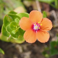 Anagallis arvensis on RikenMon's Nature.Guide
