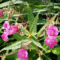 Impatiens glandulifera Sur le Nature.Guide de RikenMon
