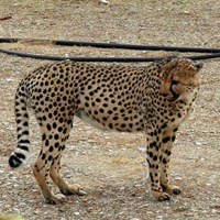 Acinonyx jubatus on RikenMon's Nature.Guide