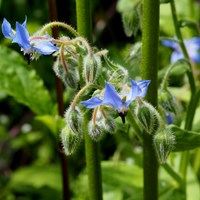 Borago officinalis on RikenMon's Nature.Guide