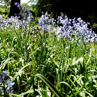 Hyacinthoides x massartiana on RikenMon's Nature.Guide