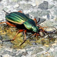 Carabus auratus on RikenMon's Nature.Guide