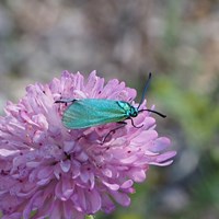 Adscita geryon on RikenMon's Nature.Guide