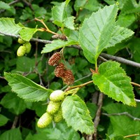 Alnus viridis on RikenMon's Nature.Guide