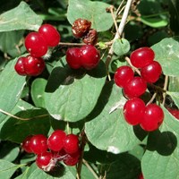 Lonicera xylosteum on RikenMon's Nature.Guide