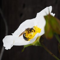 Cistus salviifolius on RikenMon's Nature.Guide