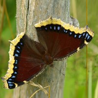 Nymphalis antiopa on RikenMon's Nature.Guide