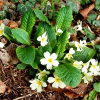 Primula vulgaris on RikenMon's Nature.Guide