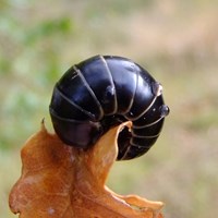 Glomeris marginata on RikenMon's Nature.Guide