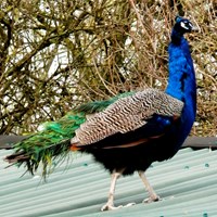 Pavo cristatus on RikenMon's Nature.Guide