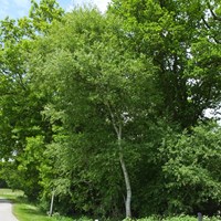 Betula pendula on RikenMon's Nature.Guide