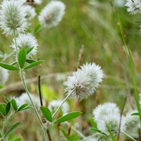 Trifolium arvense on RikenMon's Nature.Guide
