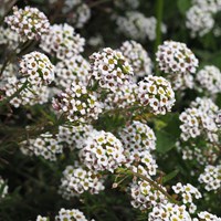 Lobularia maritima on RikenMon's Nature.Guide