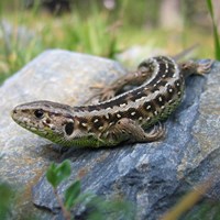 Lacerta agilis op RikenMon's Natuurgids