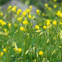 Oxalis pes-caprae on RikenMon's Nature.Guide