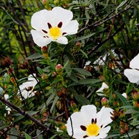 Cistus ladanifer on RikenMon's Nature.Guide