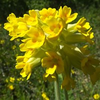 Primula veris on RikenMon's Nature.Guide