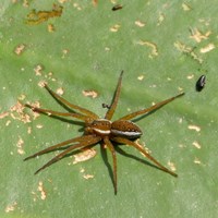 Dolomedes fimbriatus on RikenMon's Nature.Guide