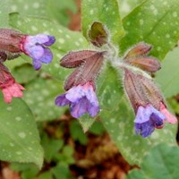 Pulmonaria officinalis on RikenMon's Nature.Guide