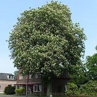 Aesculus hippocastanum  on RikenMon's Nature.Guide