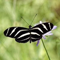 Heliconius charithonia on RikenMon's Nature.Guide